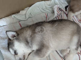 Gorgeous Husky Puppies For Sale
