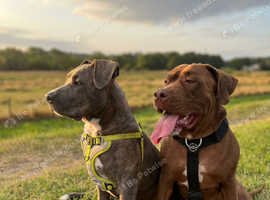 Corso/mastiff mix breed