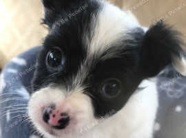 Small crossbreed best sale puppies for sale