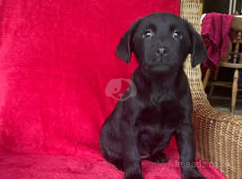 Female black Labrador pup 13 weeks