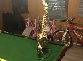 Medical spinal anatomy