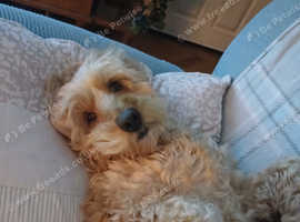 Female puppy  cockapoo for my 11yr old beautiful cockapoo to be an adopted mummy