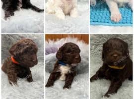 Adorable mini cockapoo's