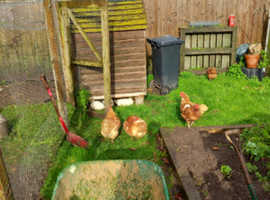 Laying Warren hens for sale