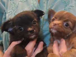Long coat chihuahua puppies