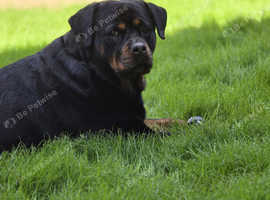 Beautiful 6 year old rottie