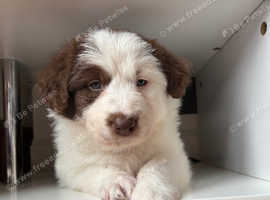 Bearded cross border collie