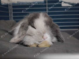 Boy mini lop