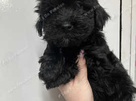 Lhasapoo poppies