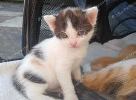 Kitten Forsale.