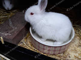 New Zealand rabbits for sale