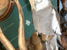 tame male cockatiel