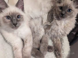 2 stunning blue eyed ragdoll kittens