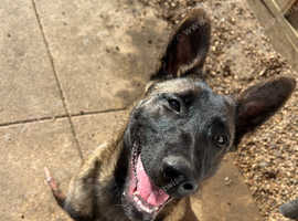 Belgian Malinois 1 year 5 Months