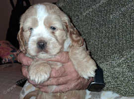 Adorable cock-a-tzu puppies