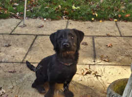 11 month old labradoodle