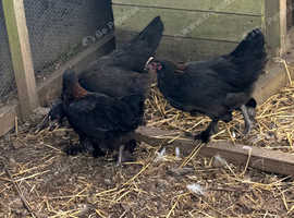 Black copper Marans