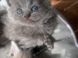 7 Beautiful British short hair kittens for sale