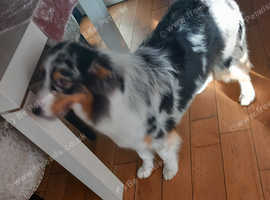 Miniature australian shepherd outlet for sale near me