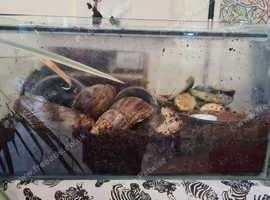 3 African land snails and tank.