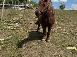 Standard Shetland mares and colt