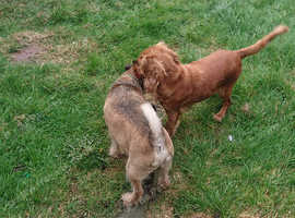home boarding & dog walking