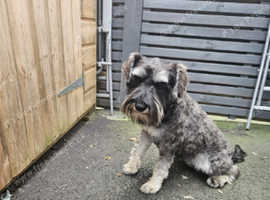 1 year old KC miniature Schnauzer Girl