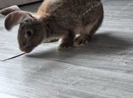 Giant rabbit