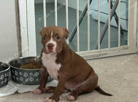 Female pocket bully