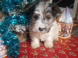 Seliem pups forsale
