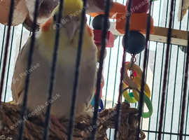 Birds for sale Freeads
