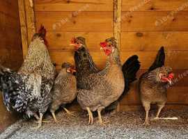 6 Crested Cream Legbar Hatching eggs P&P Included Tracked 24