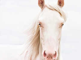 14.2hh PBA Cremello Stallion