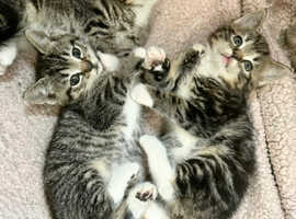 Beautiful gray Tabby's