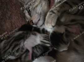 Bengal cross kittens reduced ready now