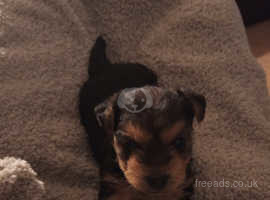 Black and tan Yorkshire terrier puppy