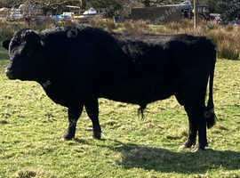 Registered Dexter Bull