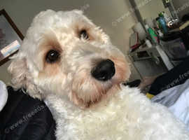 Labradoodle medium size breed  1 year and 3 month old