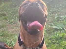 Dogue de Bordeaux x English mastiff