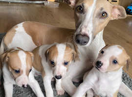 Adorable kc whippet puppies