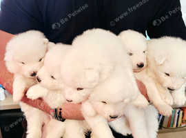 Samoyed puppies for sale