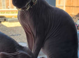 Stuning sphynx for breed