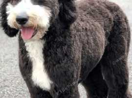 9 month Sheepadoodle boy