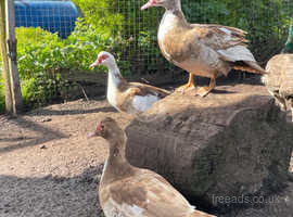 Breeding group of chocolate pied Muscovy Ducks
