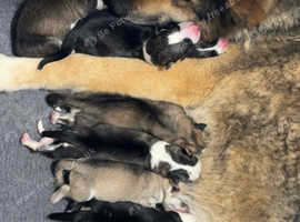 9 beautiful shepskys