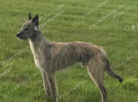 Collie whippet greyhound x Bedlington greyhound