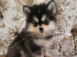 Toy size pomskys puppies available