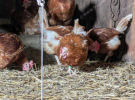 Wanted any laying hens