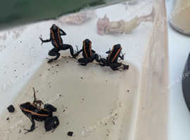 4 x Vittatus Frogs