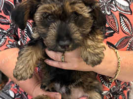 Beautiful Yorkipoo Puppies
